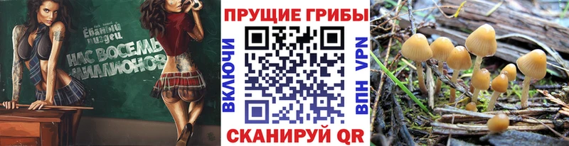 Галлюциногенные грибы ЛСД  Купить где  Асино 